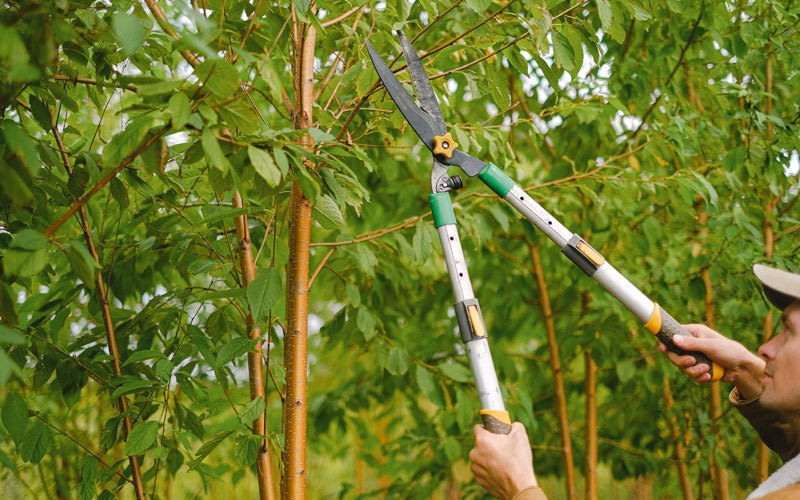 Tree trimming in Wellman, IA