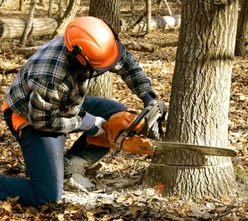 Tree Removal in Wellman, IA